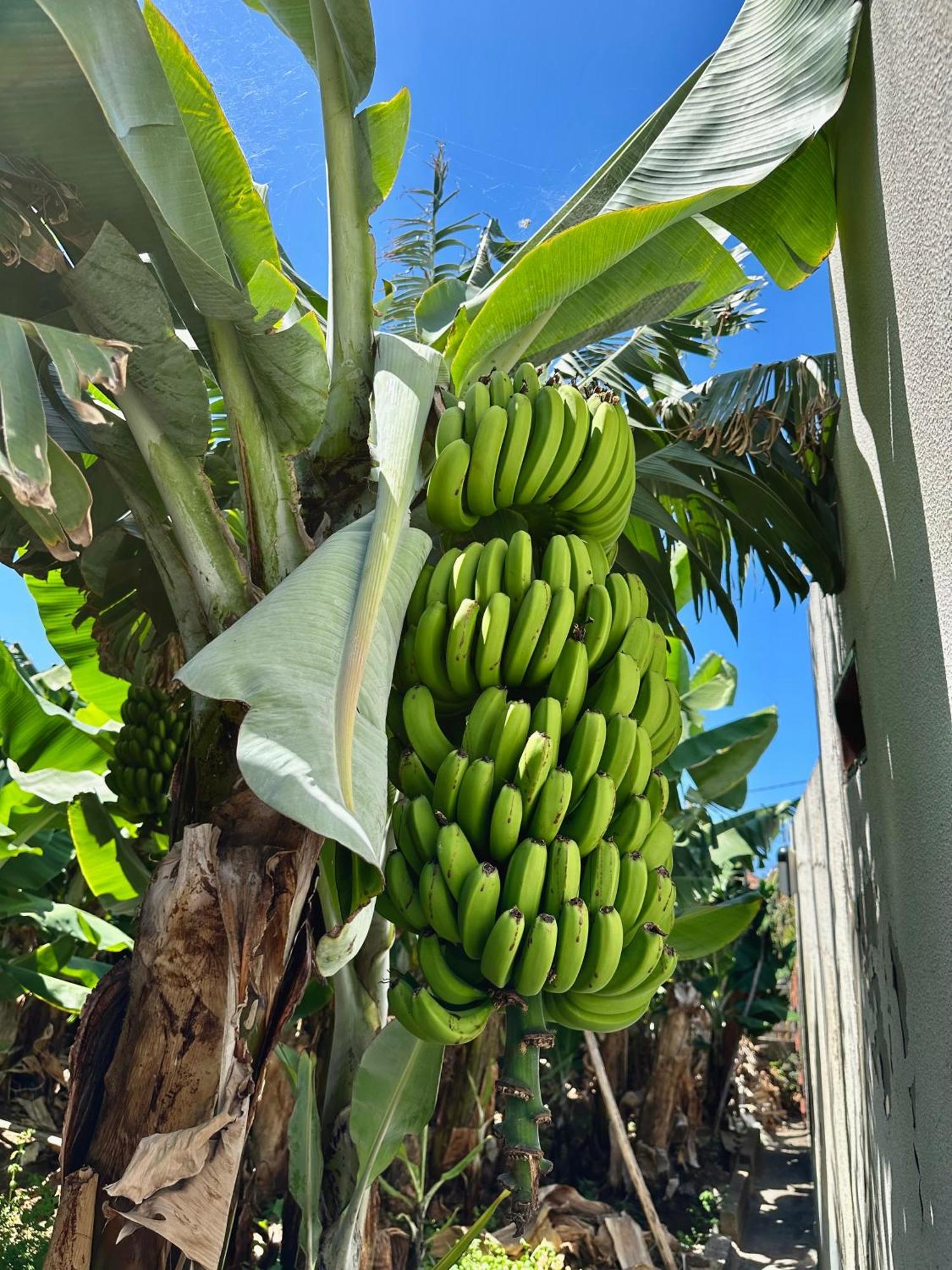 Oasis Suites - Funchal Exterior foto